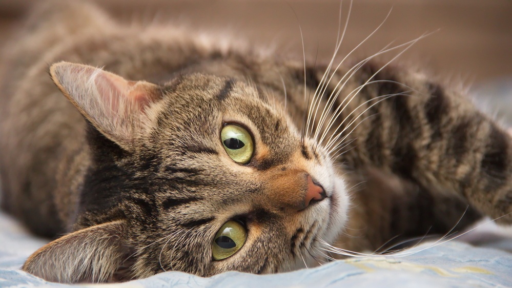 Dokáže kočka předvídat smrt člověka? Nejznámějším „chlupatým lékařem“ byl kocour Oskar