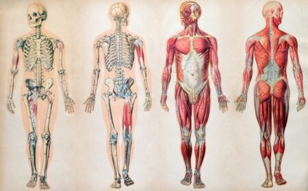 Co kdyby evoluce lidského těla pokračovala? Jak budeme vypadat třeba za dalších 10 000 let, nebo milion?