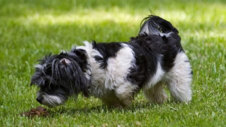 Proč vlastně psi jedí hovínka a jak je to odnaučit? Vyvarujte se negativní zpětné vazbě – bude mít opačný účinek