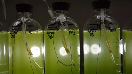 Palivo z rostlin jako náhrada za benzín? Do roku 2050 by mělo pokrýt víc než čtvrtinu světové poptávky