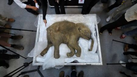 Vědci se chystají oživit mamuta. Podnikatelé, kteří výzkum financují, mají plán, jak z nebohého zvířete „vytřískat“ co nejvíc