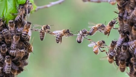 Vymírání včel bude mít katastrofální dopad. Fungování světa je v ohrožení a lidstvu zbývá méně než rok