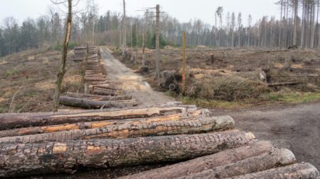 Nezastavitelné odlesňování má hrozný dopad na každého. Proč nám mizí před očima jeden les za druhým a kdy to skončí?