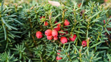 Krásné, avšak prudce jedovaté rostliny, se kterými v Česku běžně přicházíme do styku. Otravu poznáte prakticky ihned