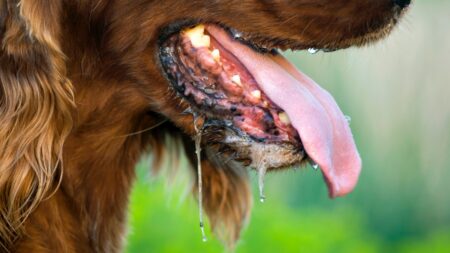 Proč psi tolik slintají? Existují situace, ve kterých byste měli okamžitě zamířit na veterinu