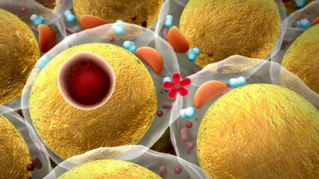 Chlad podporuje hubnutí, zjistil nejnovější výzkum. Dokáže totiž urychlit přeměnu bílého tuku na hnědý