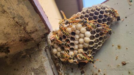 Jak se liší bodnutí sršní od ostatních, proč tolik bolí a co by se stalo, kdybyste jednu spolkli