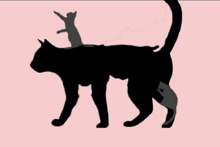 Jste dospělák, nebo máte stále duši dítěte? Kočičí test vám napoví – stačí spočítat, kolik zvířat vidíte