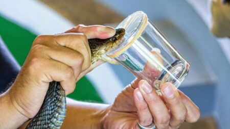 Toxický jed těch nejnebezpečnějších hadů může zachránit spoustu životů. V budoucnu by měl být součástí každé lékárničky