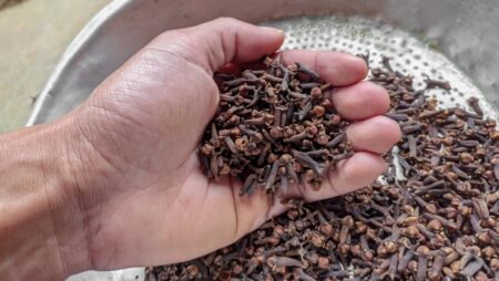 Co se stane s vaším tělem, když budete pravidelně žvýkat hřebíček – od hlavy až k patám