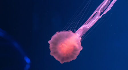 Mikroby na mořském dně mohou lidstvu pomoci při hledání mimozemského života. Už probíhá podrobné zkoumání