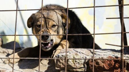 Nejnebezpečnější psí plemena současnosti: Útočit mají v povaze –⁠ mohou za většinu úmrtí v důsledku pokousání