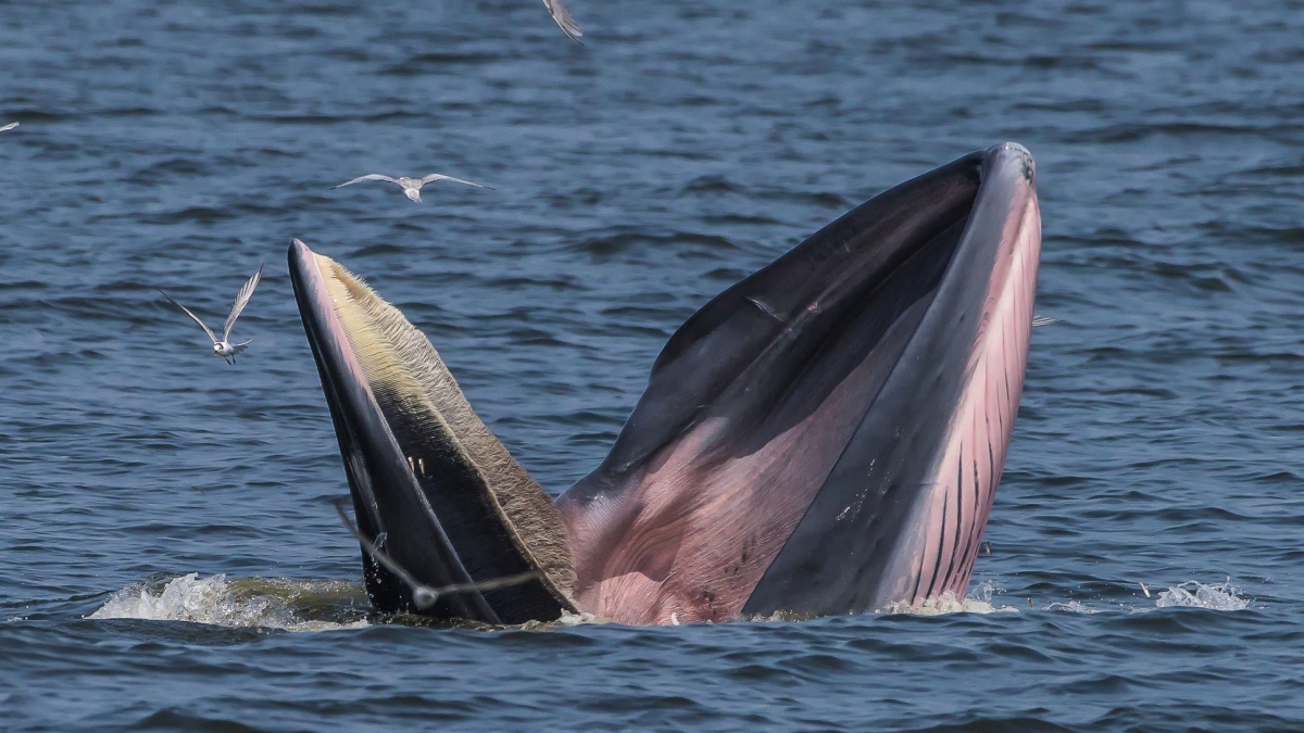 Michaela spolkla velryba. Přežil jen zázrakem, uvnitř strávil nekonečných 40 vteřin