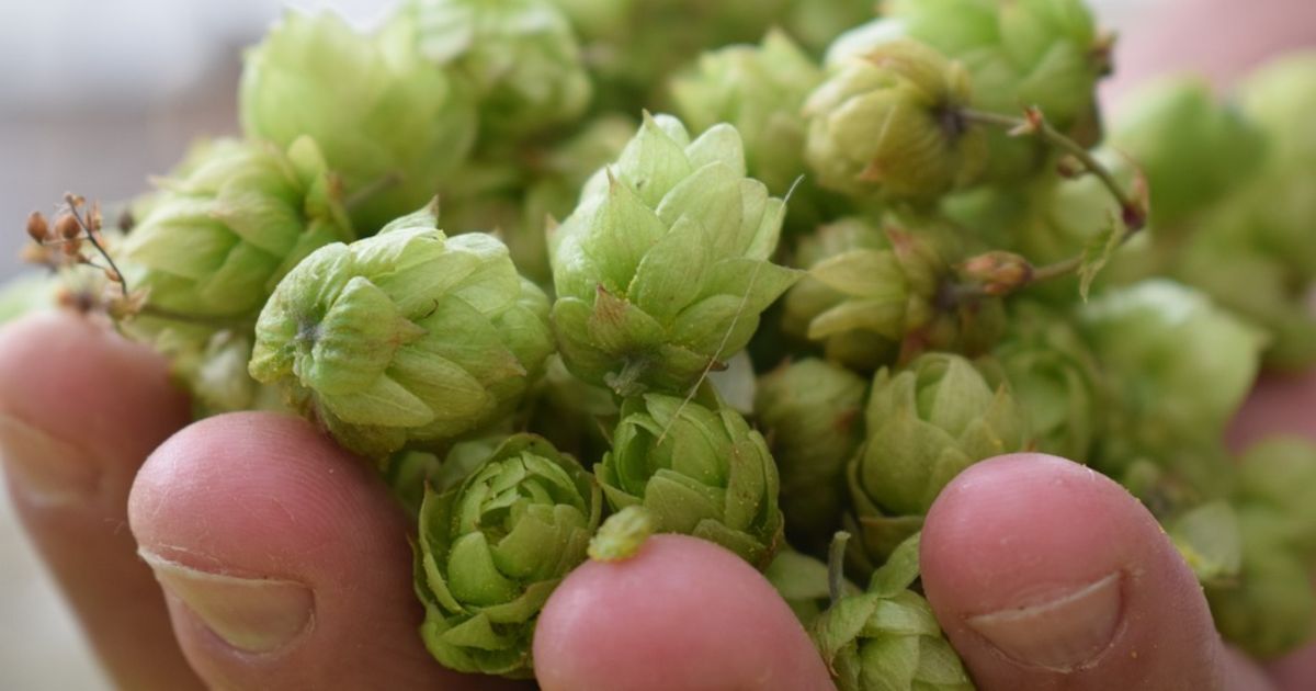 Novinka ohledně Alzheimerovy choroby: S nemocí by mohl pomoci chmel, milovníci piva ale radost mít nebudou