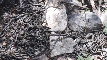 Nejděsivější místo na planetě: Přístup sem má jen pár lidí, běžný člověk by téměř s jistotou zemřel