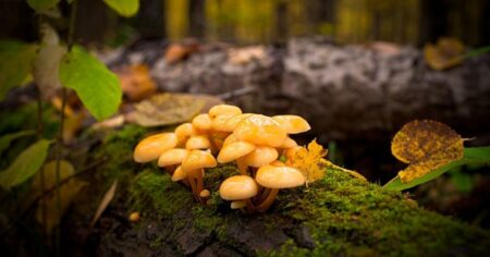 Vědci zjistili, že spolu houby komunikují za pomoci slovníku 50 slov. Jejich konverzace až děsivě připomíná lidskou řeč