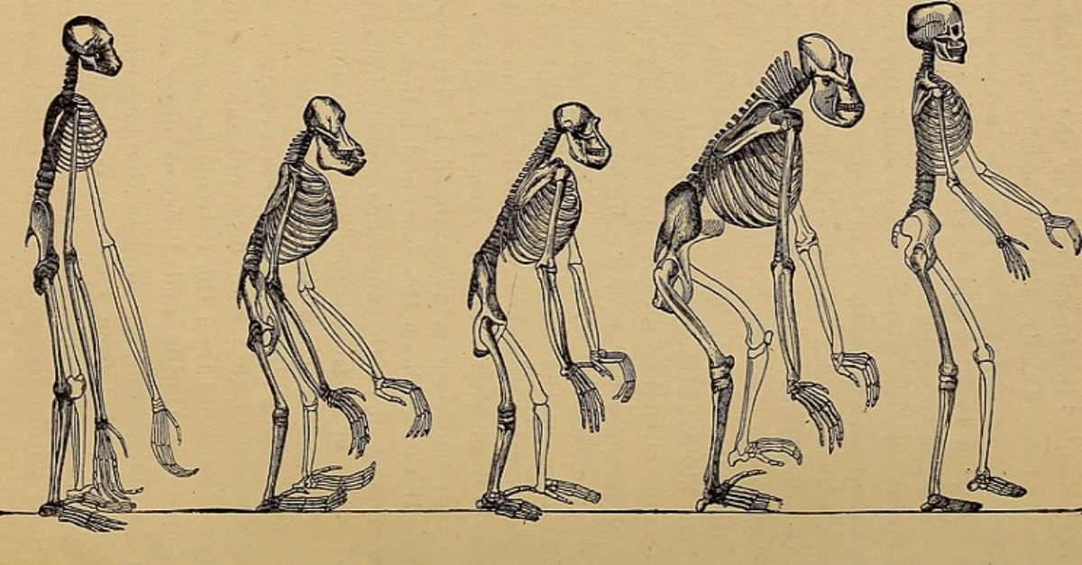 Nejabsurdnější mýty, kterým stále věří víc než 92 % populace: Naivní představa o Polárce, evoluci i blescích