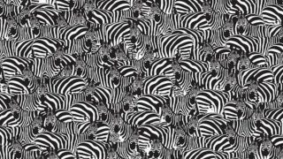 Mezi zebrami je ukryté piano. Pro ty, jenž mají silně vyvinutý cit pro detail, nebude problém ho najít do 10 sekund