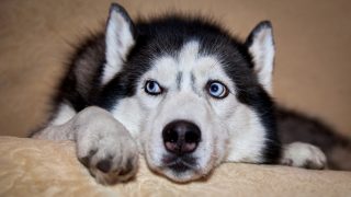 Ne každý pes patří do bytu. Tato plemena potřebují prostor, jinak se budou trápit