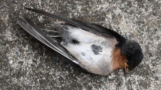 Z nebe padají tisíce ptáků: Ornitologové zjistili, že je zvíře zničehonic paralyzované. Avšak stále netuší, proč se to děje