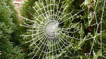 Okurky na stromečku a pavučiny po celém domě: Jak vznikly nejzvláštnější vánoční tradice z celého světa