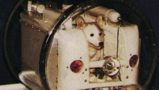 Cesta do vesmíru za cenu týrání: Ani Lajka to neměla lehké a nebyla první ani poslední, kdo přinesl oběť