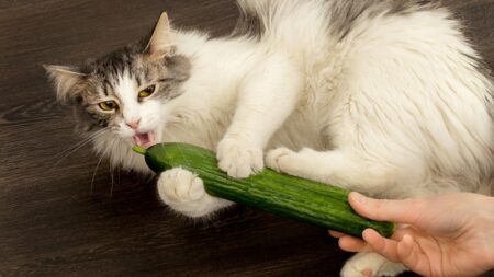 Proč se kočky bojí okurek: Jedna z teorií říká, že jim připomíná zvíře, které je jejich dávným nepřítelem