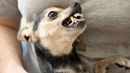 Proč jsou malí psi často agresivnější, než ti velcí: Velikost v tom ve skutečnosti nehraje roli, sami si ji neuvědomují