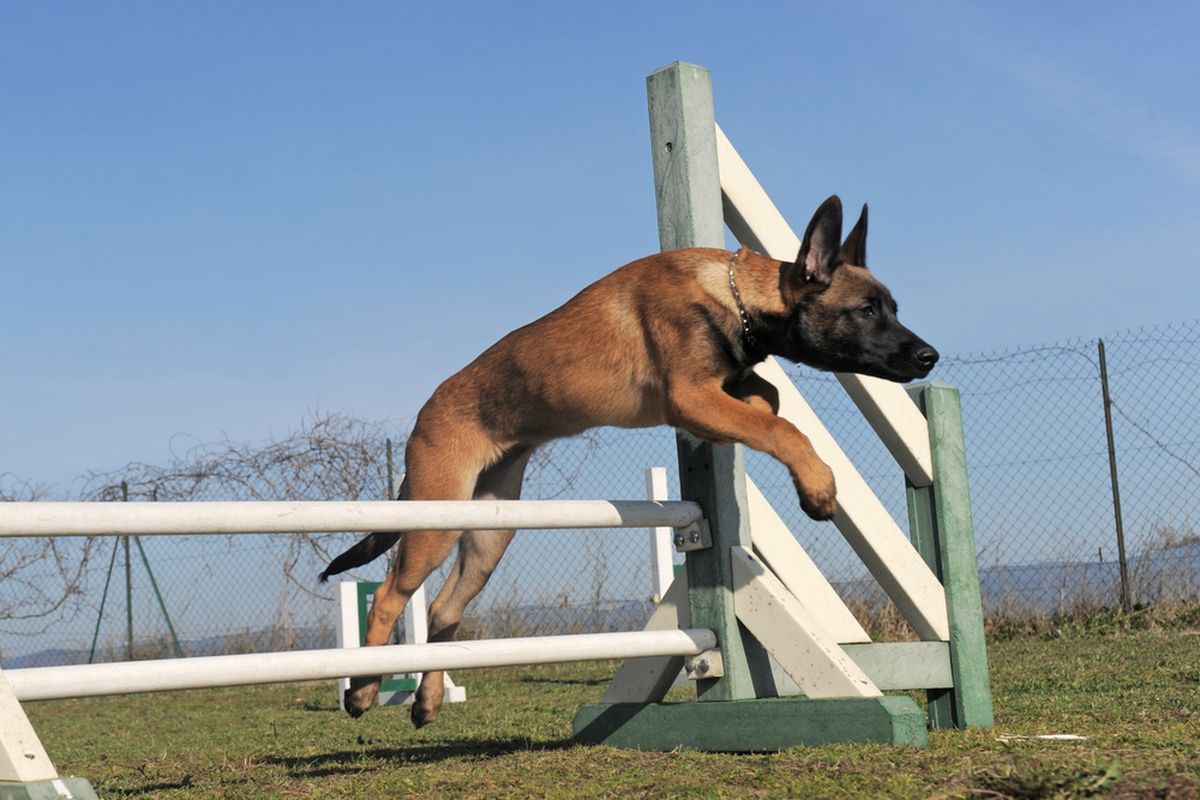 Vědci zjišťovali, která psí rasa je nejchytřejší. Jako vzorek posloužilo 1 002 psů 13 plemen