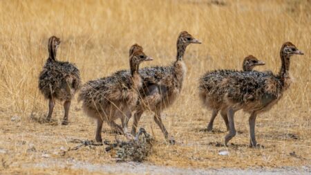 Válka s emu aneb Jak skupina ptáků porazila australskou armádu: Nepomohly jí ani kulomety