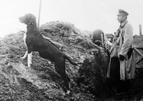 Řecko bulharská válka - zatoulaný pes