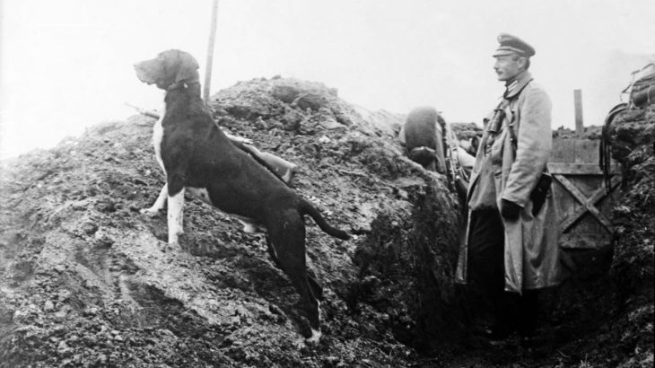 Řecko bulharská válka - zatoulaný pes