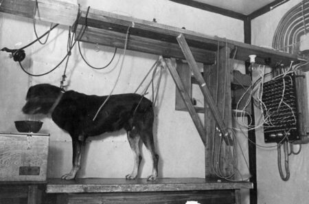 Pověsili je do vzduchu a probíjeli je elektrickým proudem: Vědci se na psech snažili potvrdit teorii o naučené bezmocnosti