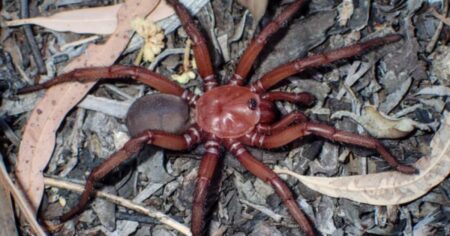 Badatelé objevili zcela nový druh pavouka. A je obrovský