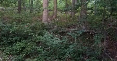 Funguje vám mozek správně? Otestujte ho, někde v tomto lese se schovala liška. Najdete ji? 76 % Čechů to nezvládlo