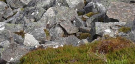 Je libo optickou iluzi k prověření vaší pozornosti? Pokud dovedete na fotce najít skrytého ptáka za 7 sekund, jste fakt dobří