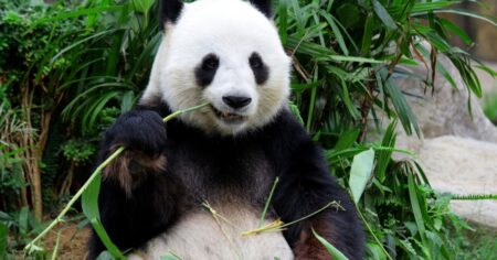 Oči jako ostříž: Jen 2 % lidí na internetu zvládnou objevit ukrytého psa mezi celou tlupou pand