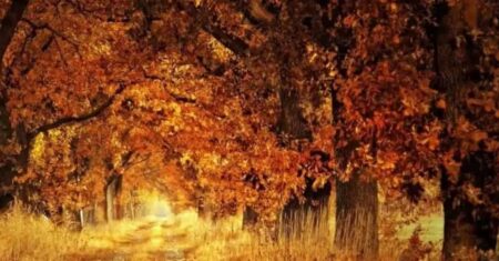 Nejtěžší optická hádanka ze všech: Najít lišku na tomto obrázku dokázali jen 2 lidé z 1000. Najdete ji?