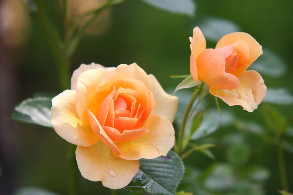 Růže oranžová květina