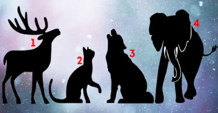 Tajuplný zvířecí test: Výběr siluety odhalí, co si pro vás osud v září přichystal za zlomové události