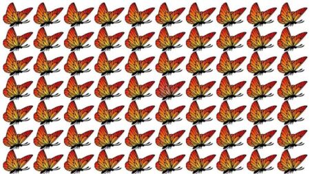 Jen 3 % lidí dokážou mezi 70 motýly najít jednoho, který se liší. Patříte mezi nadprůměrně inteligentní Čechy?