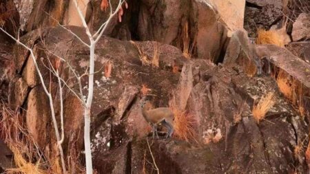 Tato optická iluze je skutečně matoucí a vyžaduje pořádnou mozkovou sílu. Najdete na obrázku dvě antilopy?