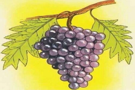 IQ test: Pouze lidé s brilantním mozkem najdou chyby na tomto obrázku hroznů za 22 sekund