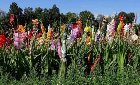 Test zraku: Jen lidé s ostřížím zrakem najdou ženu schovanou v květinové louce. Vidíte ji?