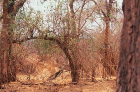 Nejtěžší test intuice: Na obrázku je schovaná žirafa. Odhalíte ji? Uspělo doposud jen 5 % světové populace