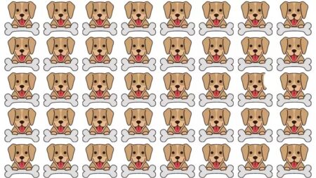 Jen 1 člověk ze 100 dokáže najít na obrázku psa, který se liší. Zvládnete se zařadit mezi ty úspěšné jedince?