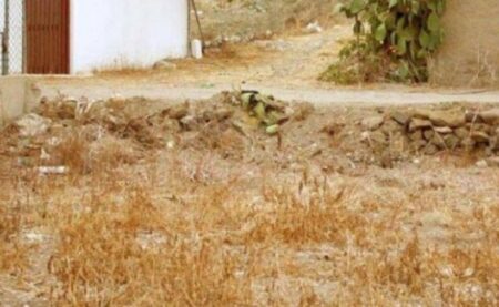 Tuto iluzi dokáže prohlédnout jen 1 člověk ze 100. Najít kočku na tomto obrázku je téměř nadlidský úkol