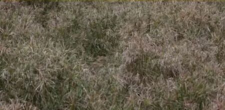 Jen lidé s orlím zrakem to dokázali: V trávě se schovává gepard, vidí ho ale jen lidé se zdravým zrakem