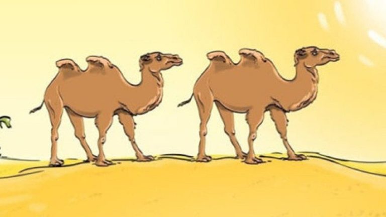 poušť slunce velbloud