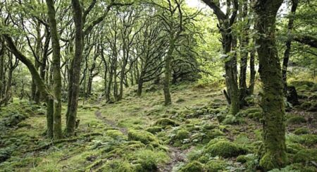 Tomáš prý vyfotil fretku, nikdo mu ale nevěří: Dokážete ji na obrázku najít za méně než 15 sekund?
